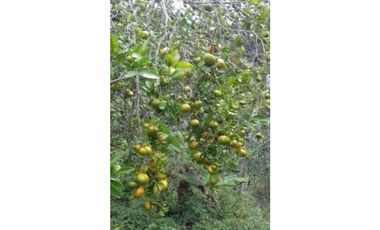 MAAT vende Finca,  EL Hatillo-Guaduas 41 Hectaras $2.100 Millones