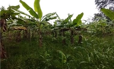 FINCA PRODUCTIVA EN VENTA EN BOLO LA ITALIA 