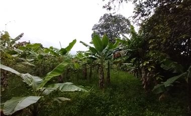 FINCA PRODUCTIVA EN VENTA EN BOLO LA ITALIA 