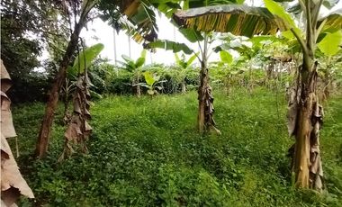 FINCA PRODUCTIVA EN VENTA EN BOLO LA ITALIA 