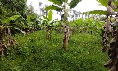 FINCA PRODUCTIVA EN VENTA EN BOLO LA ITALIA 