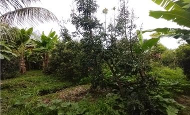 FINCA PRODUCTIVA EN VENTA EN BOLO LA ITALIA 