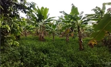 FINCA PRODUCTIVA EN VENTA EN BOLO LA ITALIA 