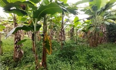 FINCA PRODUCTIVA EN VENTA EN BOLO LA ITALIA 