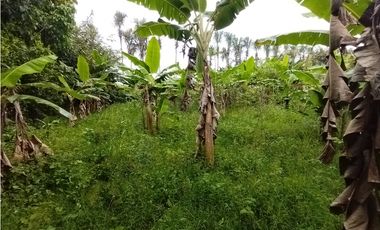 FINCA PRODUCTIVA EN VENTA EN BOLO LA ITALIA 