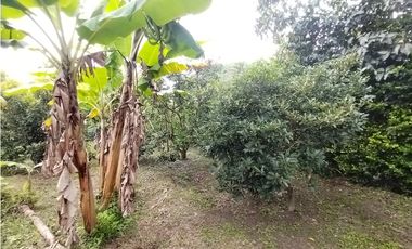 FINCA PRODUCTIVA EN VENTA EN BOLO LA ITALIA 
