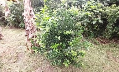 FINCA PRODUCTIVA EN VENTA EN BOLO LA ITALIA 