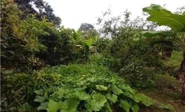 FINCA PRODUCTIVA EN VENTA EN BOLO LA ITALIA 