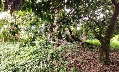 FINCA PRODUCTIVA EN VENTA EN BOLO LA ITALIA 