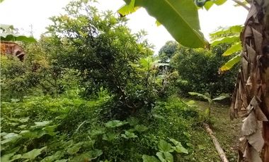 FINCA PRODUCTIVA EN VENTA EN BOLO LA ITALIA 