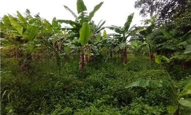 FINCA PRODUCTIVA EN VENTA EN BOLO LA ITALIA 