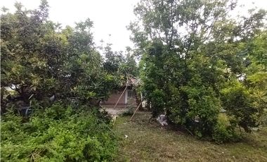 FINCA PRODUCTIVA EN VENTA EN BOLO LA ITALIA 