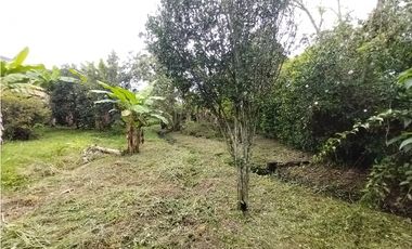 FINCA PRODUCTIVA EN VENTA EN BOLO LA ITALIA 
