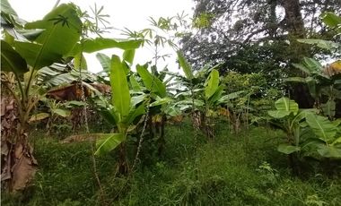 FINCA PRODUCTIVA EN VENTA EN BOLO LA ITALIA 