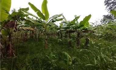 FINCA PRODUCTIVA EN VENTA EN BOLO LA ITALIA 