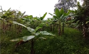 FINCA PRODUCTIVA EN VENTA EN BOLO LA ITALIA 