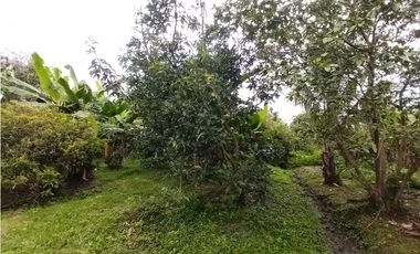 FINCA PRODUCTIVA EN VENTA EN BOLO LA ITALIA 