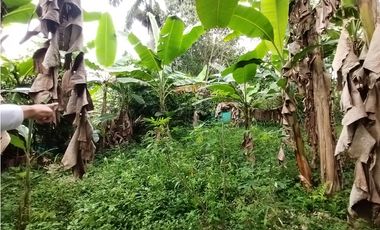 FINCA PRODUCTIVA EN VENTA EN BOLO LA ITALIA 