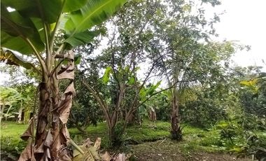 FINCA PRODUCTIVA EN VENTA EN BOLO LA ITALIA 