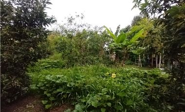 FINCA PRODUCTIVA EN VENTA EN BOLO LA ITALIA 