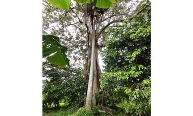 FINCA PRODUCTIVA EN VENTA EN BOLO LA ITALIA 
