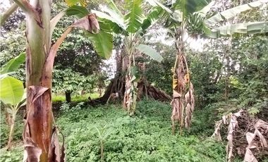 FINCA PRODUCTIVA EN VENTA EN BOLO LA ITALIA 