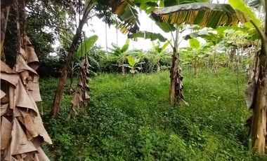 FINCA PRODUCTIVA EN VENTA EN BOLO LA ITALIA 