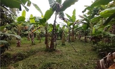FINCA PRODUCTIVA EN VENTA EN BOLO LA ITALIA 