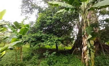 FINCA PRODUCTIVA EN VENTA EN BOLO LA ITALIA 