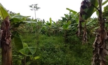 FINCA PRODUCTIVA EN VENTA EN BOLO LA ITALIA 