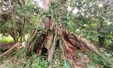 FINCA PRODUCTIVA EN VENTA EN BOLO LA ITALIA 