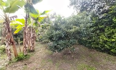 FINCA PRODUCTIVA EN VENTA EN BOLO LA ITALIA 