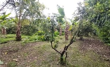 FINCA PRODUCTIVA EN VENTA EN BOLO LA ITALIA 