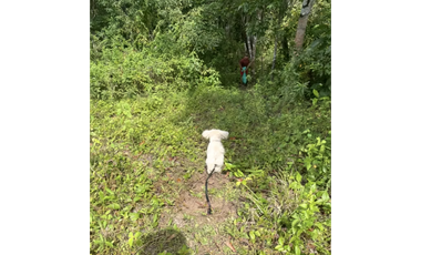 FINCA / 26 HECTAREA / EL CACAO / CAPIRA / POTENCIAL TURISTICO