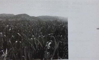 Inversión en Venta en Fundo Las Rosas / Los Boldos, Santa Cruz