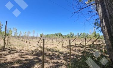Alquiler Hectáreas en Tratayén – Frente de Ruta – Zona Vaca Muerta