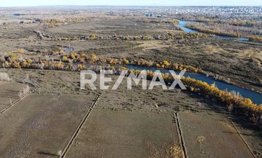 Alquila Chacra 63 ha costa Rio Limay Cipolletti RN