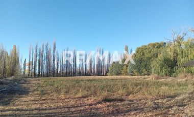 Alquila Chacra 63 ha costa Rio Limay Cipolletti RN