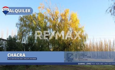 Alquila Chacra 63 ha costa Rio Limay Cipolletti RN