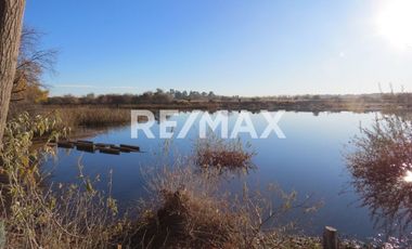 Alquila Chacra 63 ha costa Rio Limay Cipolletti RN