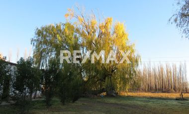 Alquila Chacra 63 ha costa Rio Limay Cipolletti RN