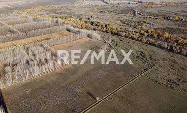 Alquila Chacra 63 ha costa Rio Limay Cipolletti RN
