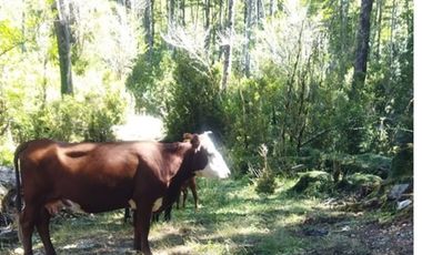 Terreno con Alta Plusvalía en Carretera Austral