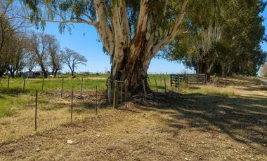 Chacra calle Pincen - Miguel Riglos