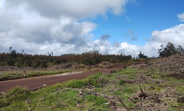 Gran terreno de 33 hectáreas en sector Pehuén,  Lebu