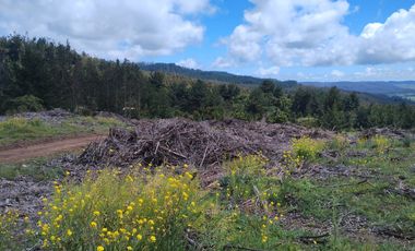 Gran terreno de 33 hectáreas en sector Pehuén,  Lebu