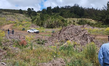 Gran terreno de 33 hectáreas en sector Pehuén,  Lebu