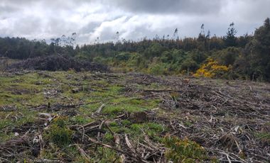 Gran terreno de 33 hectáreas en sector Pehuén,  Lebu