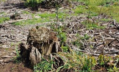 Gran terreno de 33 hectáreas en sector Pehuén,  Lebu