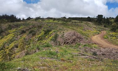 Gran terreno de 33 hectáreas en sector Pehuén,  Lebu
